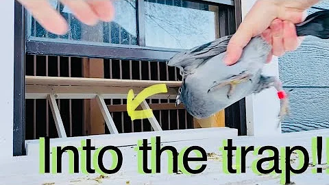 2021 How to settle and trap train young racing pigeons - DayDayNews