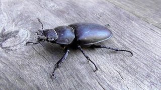 Жук-олень самка. Жук из Красной книги. ( Lucanus cervus ) Жук-олень самка. Жук из Красной книги. ( Lucanus cervus )