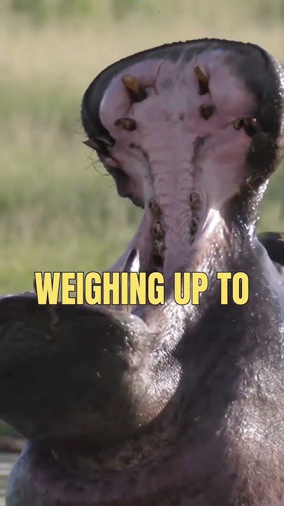 TOP 5 LARGEST LAND ANIMAL shorts YouTube top-5-largest-land-animal-shorts-youtube
