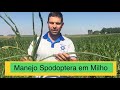 Manejo de Spodoptera - Milho