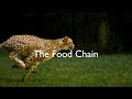 Ecological Interactions and Food Chains Quiz