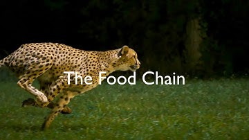 The Food Chain