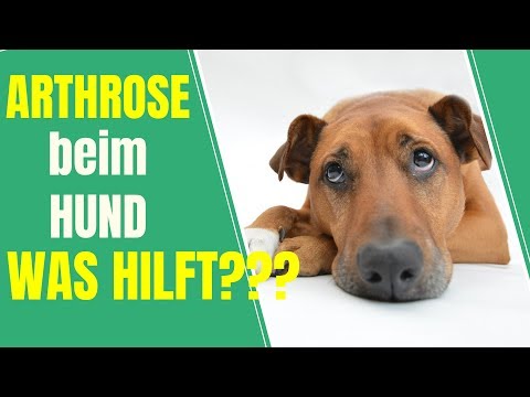 Video: Arthritis-Entlastung für Hunde: Schmerz Ihres besten Freundes sicher lindern