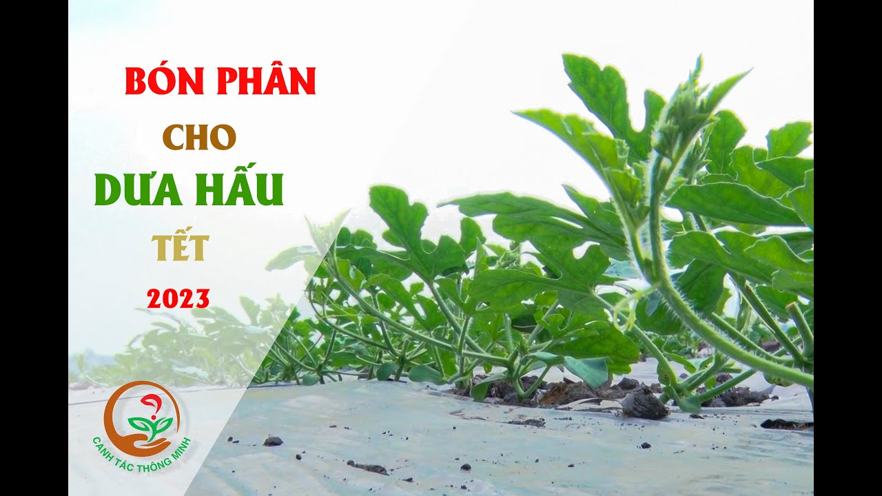 CANH TÁC THÔNG MINH: BÓN PHÂN CÂY DƯA HẤU TẾT