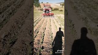 Tütün Çapası 😎 Resimi