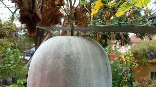 Buah kundur yang cukup besar, dekat 10 kg