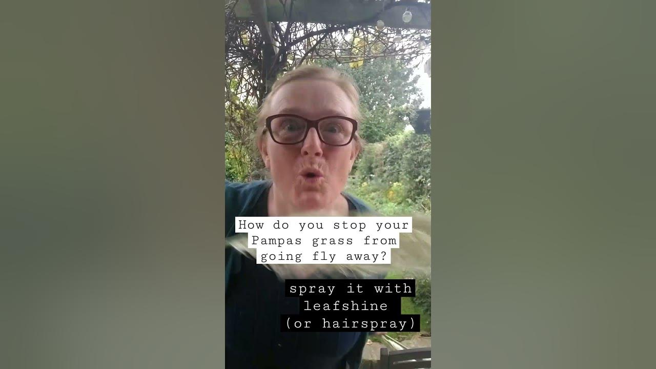 How to stop Pampas grass from going fly away YouTube