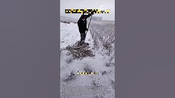 Harvesting soybeans in snow: people harvesting soybeans