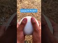 YAN333K или фиолетовый?#chickengun#чикенган#мемас#мем