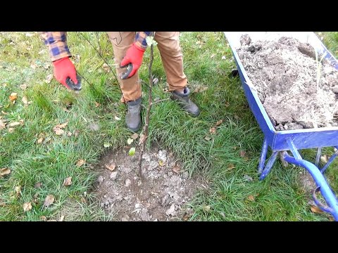 Wideo: Jak zawiązać drzewo pomidora: 12 kroków (ze zdjęciami)