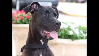 Pet of the week: Meet Raymond