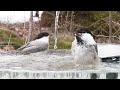めちゃ暖かな日、コガラ2羽が一緒に水浴び！(2023/03/01)