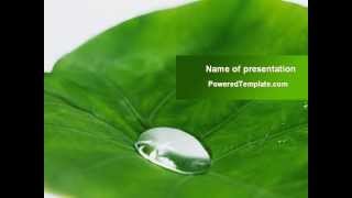 Morning Dew PowerPoint Template by PoweredTemplate.com