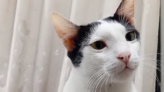 Cat confusion on trimmer sound #cat #funnycats #funny by Hope & Fun 168 views 2 months ago 1 minute, 7 seconds