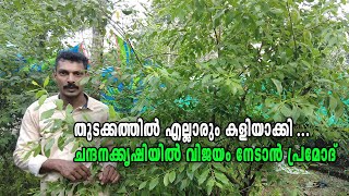 വീട്ടിലെ ചന്ദനത്തോട്ടം ,വിജയം നേടാൻ പ്രമോദ് Sandalwood tree cultivation in Kerala ,Pramod