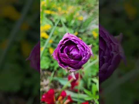 #maravillas #enmijardín .
