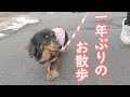 再会した愛犬と1年ぶりにお散歩したら幸せすぎました♪【保護猫/カニンヘンダックス】