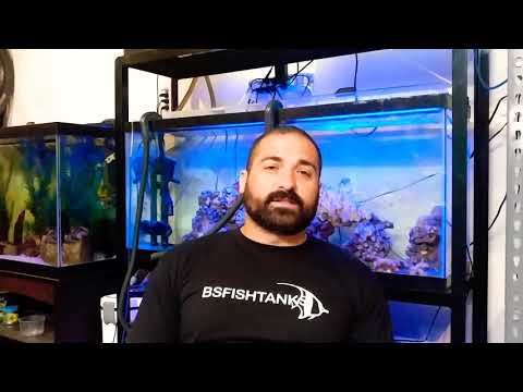 How to acclimate your saltwater fish.