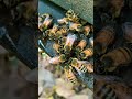 Beekeeping Skills 🐝 | Hive Management &amp; Healthy Bees #shorts