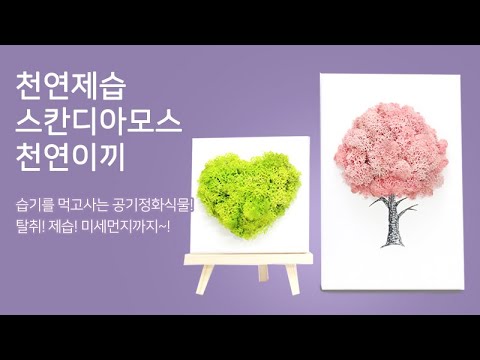 천연제습 스칸디아모스 천연이끼 / 액자 / 그림 / 입체