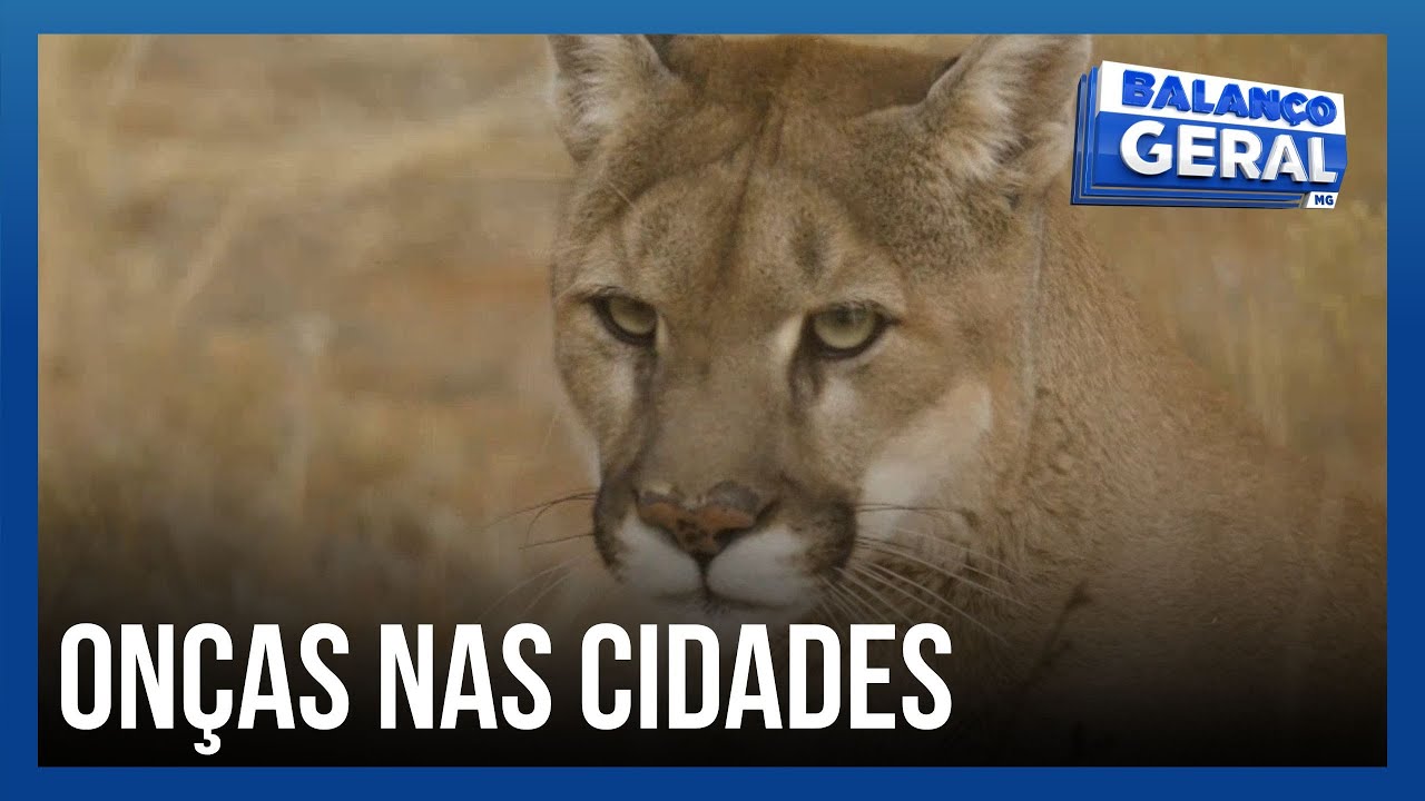 TV Paranaíba: Onças nas cidades: aumentam os flagrantes de onça-parda em áreas urbanas do Triângulo Mineiro / Publicado em 04/06/2025.