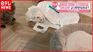 【ネコ】ベッドより “買い物袋” がお気に入り？　福岡