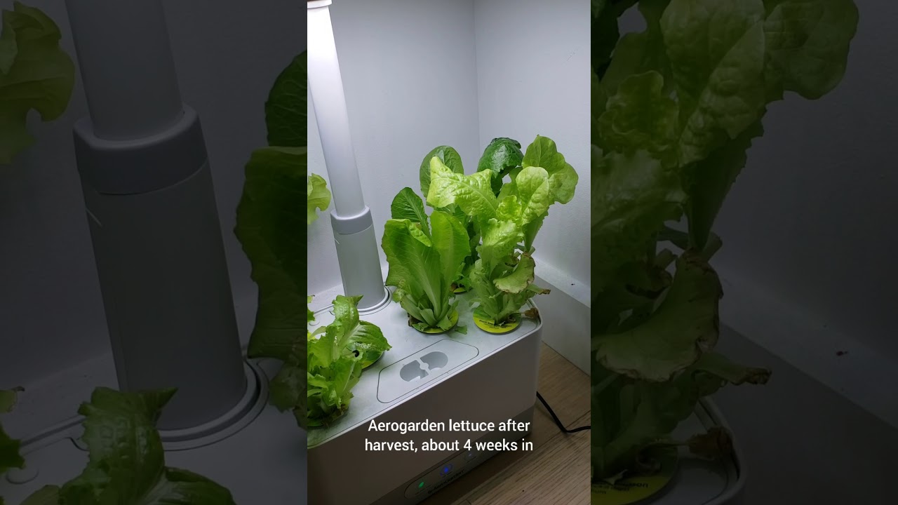 Aerogarden Lettuce after Harvest YouTube