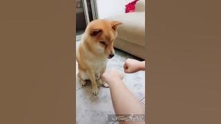 Comedy / Funny videos compilation Part 5