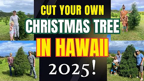 Cut Your Own Christmas Tree in Hawaii! Big Island Christmas Tree Farm + New Affiliate Program 2025