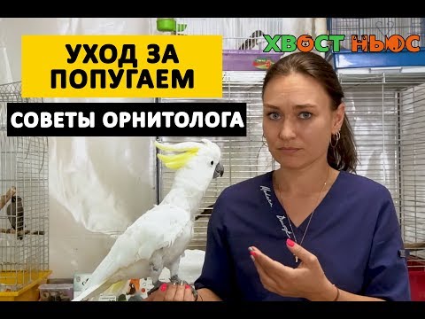 Уход за попугаем какаду в домашних условиях