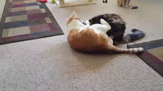 Vicious Cat Fight. by Roger Clark 83 views 6 years ago 1 minute, 27 seconds