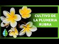 CUIDADOS de la PLUMERIA RUBRA 🌸 ¡Ubicación, Riego, Sustrato y Poda!