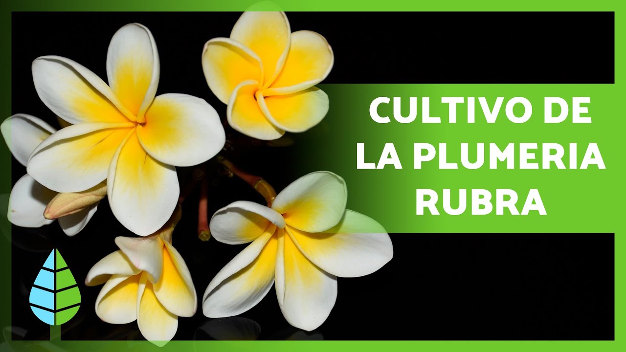 CUIDADOS de la PLUMERIA RUBRA 🌸 ¡Ubicación, Riego, Sustrato y Poda!