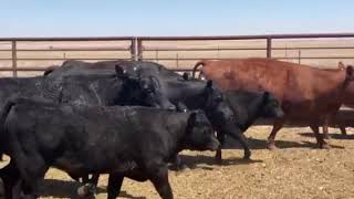 The Cattle Range Listing # 605C228