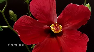 Red Flower | Framelapse - Android App