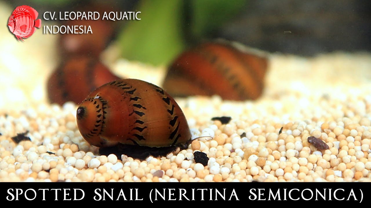 Neritina semiconica. The superstar TIGER NERITE SNAIL! (Leopard Aquatic  W004A) 