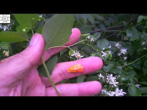Common Jewelweed - Impatiens capensis