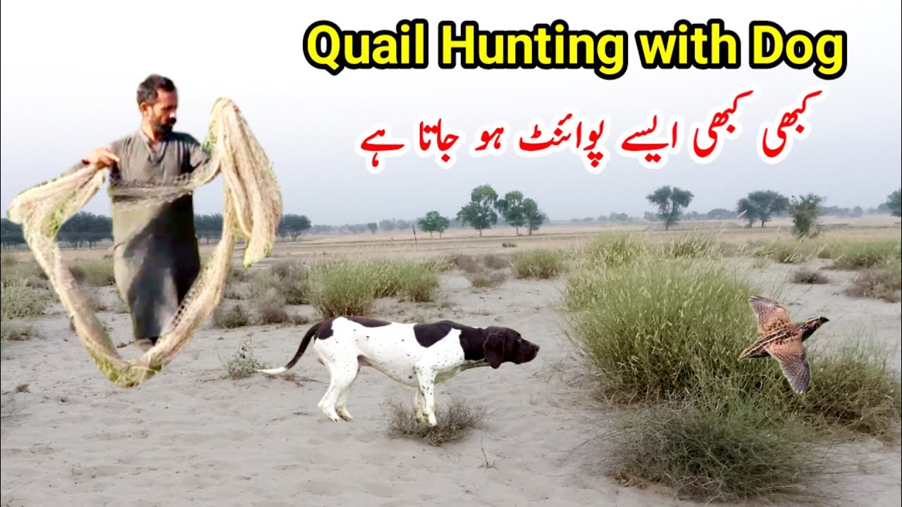 Batair Hunting With Dog And Net | hunting quail with best pointer dog | neting quail in pakistan