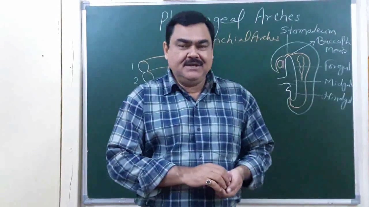 Pharyngeal Arches Part 2/10 by Dr A K Singh - YouTube