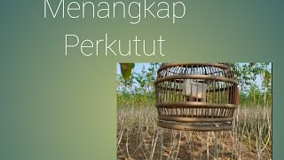 Download Lagu MENANGKAP PERKUTUT PIKAT MP3