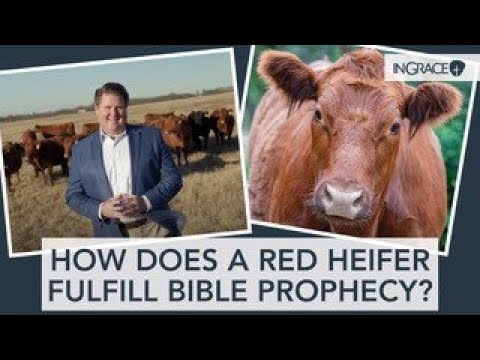 Does the RED HEIFERS' Arrival Speed up the Rebuilding of the THIRD TEMPLE in Jerusalem? InGrace
