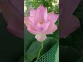 Lotus #youtubeshorts