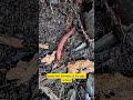 Rare Reddish Millipede Crawling Through the Forest 🐛🍂