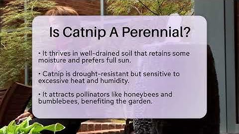 Is Catnip A Perennial? - The Plant Enthusiast
