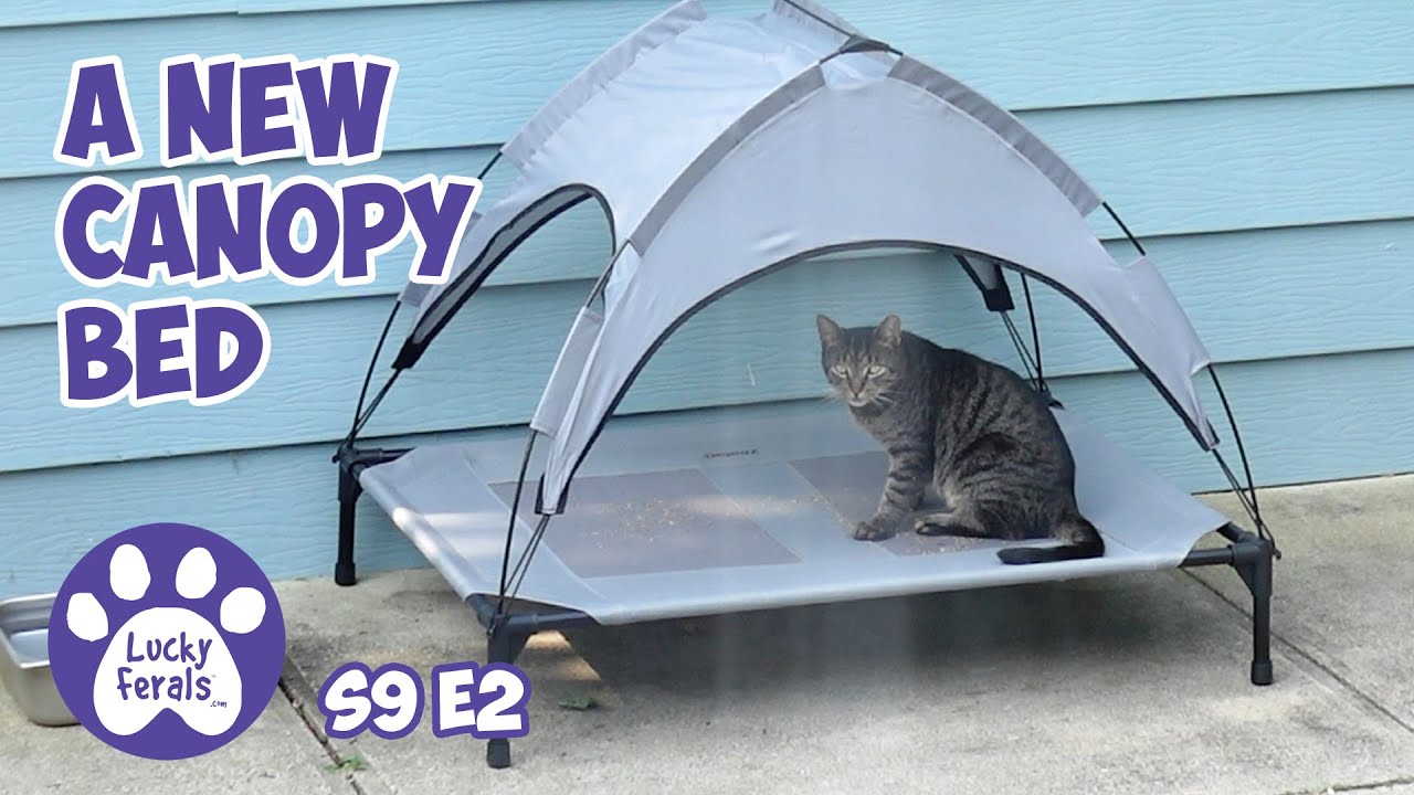 Cats Try Fancy Feast Gems, Mail Time, A New Canopy Bed - Lucky