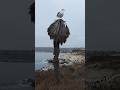 Visiting the wildlife at La Jolla Cove | San Diego, California