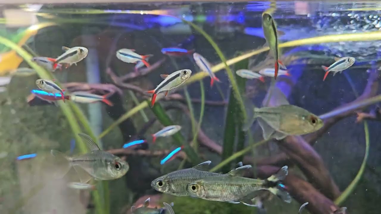 Red Fin Penguin Tetra with Diamond Tetra and Bonita Tetra