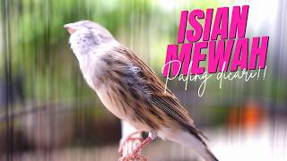 CENGKOK MEWAH FAVORITE JURI!! MASTERAN KENARI ISIAN BLACKTHROAT GACOR BIKIN JUARA KENARI BAHAN