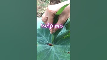 Giải cứu con cá mắc cạn#shortsvideo #shorts #cothebanchuabiet