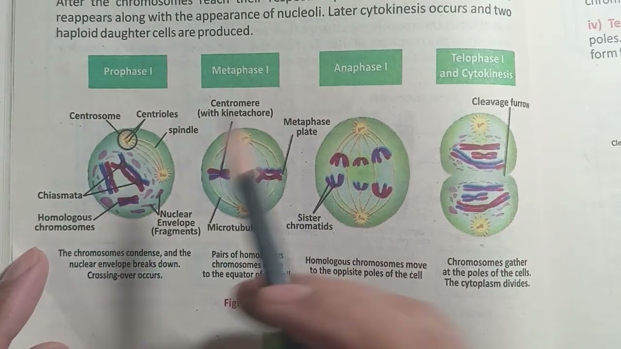 Meiosis 1 | Metaphase 1| Cell cycle | Chapter 5 | Grade 9 Biology 